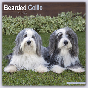 Bearded Collie 2023 – 16-Monatskalender