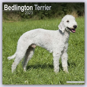 Bedlington Terrier 2023 – 16-Monatskalender