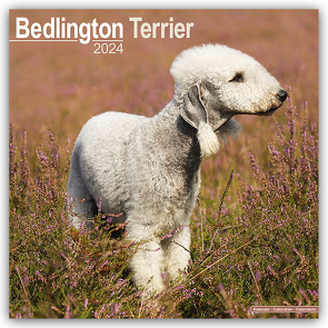 Bedlington Terrier 2024 – 16-Monatskalender