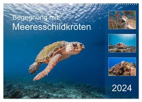 Begegnung mit Meeresschildkröten (Wandkalender 2024 DIN A2 quer), CALVENDO Monatskalender von & Tilo Kühnast- naturepics,  Yvonne