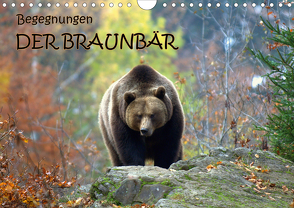 Begegnungen DER BRAUNBÄR (Wandkalender 2021 DIN A4 quer) von GUGIGEI