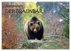 Begegnungen DER BRAUNBÄR (Wandkalender 2024 DIN A3 quer), CALVENDO Monatskalender von GUGIGEI,  GUGIGEI