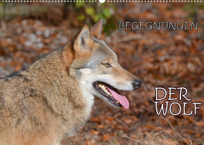 Begegnungen DER WOLF (Wandkalender 2022 DIN A2 quer) von GUGIGEI