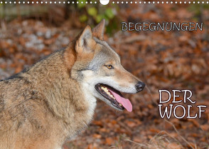 Begegnungen DER WOLF (Wandkalender 2022 DIN A3 quer) von GUGIGEI