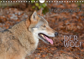 Begegnungen DER WOLF (Wandkalender 2022 DIN A4 quer) von GUGIGEI