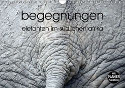 begegnungen – elefanten im südlichen afrika (Wandkalender immerwährend DIN A4 quer) von rsiemer,  k.A.