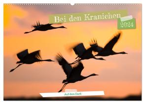 Bei den Kranichen (Wandkalender 2024 DIN A2 quer), CALVENDO Monatskalender von Bauer,  Frederic