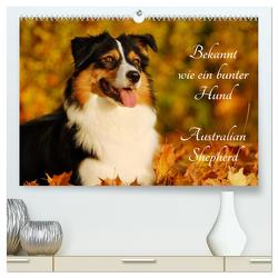 Bekannt wie ein bunter Hund. Australian Shepherd (hochwertiger Premium Wandkalender 2024 DIN A2 quer), Kunstdruck in Hochglanz von Starick,  Sigrid