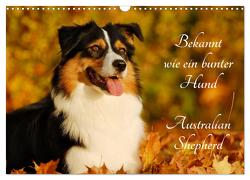 Bekannt wie ein bunter Hund. Australian Shepherd (Wandkalender 2024 DIN A3 quer), CALVENDO Monatskalender von Starick,  Sigrid