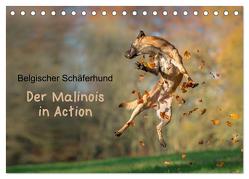 Belgischer Schäferhund – Der Malinois in Action (Tischkalender 2024 DIN A5 quer), CALVENDO Monatskalender von Brandt,  Tanja