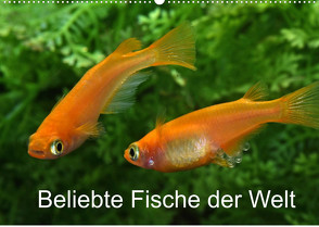 Beliebte Fische der Welt (Wandkalender 2022 DIN A2 quer) von Pohlmann,  Rudolf