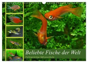 Beliebte Fische der Welt (Wandkalender 2024 DIN A3 quer), CALVENDO Monatskalender von Pohlmann,  Rudolf