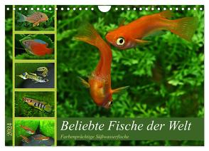 Beliebte Fische der Welt (Wandkalender 2024 DIN A4 quer), CALVENDO Monatskalender von Pohlmann,  Rudolf