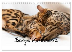 Bengal Kätzchen 2 (Wandkalender 2024 DIN A4 quer), CALVENDO Monatskalender von Enderlein - Bethari Bengals,  Sylke