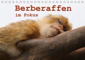 Berberaffen im Fokus (Tischkalender 2019 DIN A5 quer) von Sprenger,  Bernd