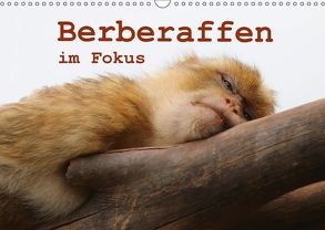 Berberaffen im Fokus (Wandkalender 2018 DIN A3 quer) von Sprenger,  Bernd