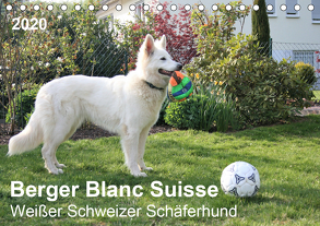 Berger Blanc Suisse – Weißer Schweizer Schäferhund (Tischkalender 2020 DIN A5 quer) von Brunhilde Kesting,  Margarete