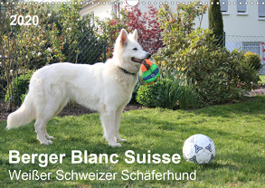 Berger Blanc Suisse – Weißer Schweizer Schäferhund (Wandkalender 2020 DIN A3 quer) von Brunhilde Kesting,  Margarete