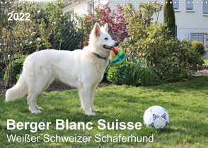 Berger Blanc Suisse – Weißer Schweizer Schäferhund (Wandkalender 2022 DIN A3 quer) von Brunhilde Kesting,  Margarete