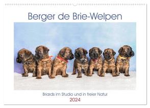 Berger de Brie – Welpen (Wandkalender 2024 DIN A2 quer), CALVENDO Monatskalender von Teßen,  Sonja