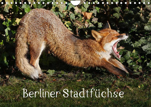 Berliner Stadtfüchse (Wandkalender 2023 DIN A4 quer) von Konieczka,  Klaus