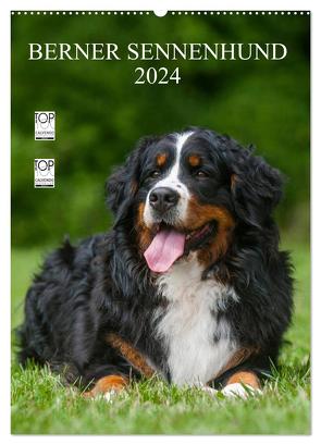 Berner Sennenhund 2024 (Wandkalender 2024 DIN A2 hoch), CALVENDO Monatskalender von Starick,  Sigrid