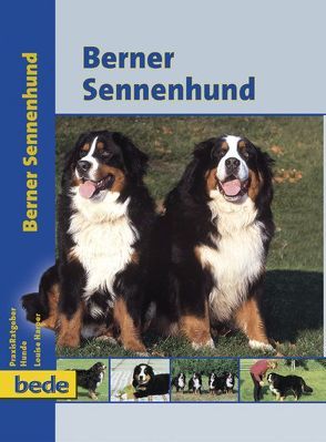 Berner Sennenhund von Harper,  Louise