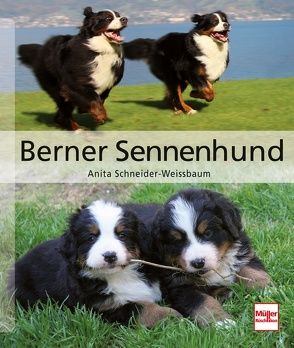 Berner Sennenhund von Schneider-Weissbaum,  Anita