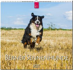 Berner Sennenhunde