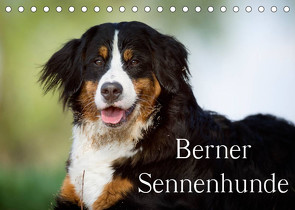 Berner Sennenhunde (Tischkalender 2023 DIN A5 quer) von Noack,  Nicole