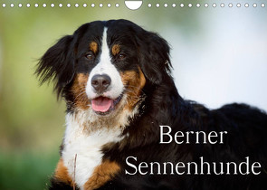 Berner Sennenhunde (Wandkalender 2023 DIN A4 quer) von Noack,  Nicole