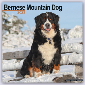 Bernese Mountain Dog – Berner Sennenhund 2023 – 16-Monatskalender