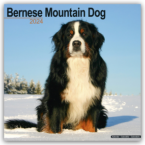 Bernese Mountain Dog – Berner Sennenhund 2024 – 16-Monatskalender