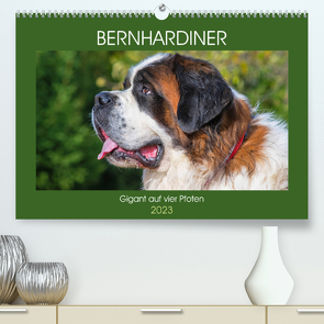 Bernhardiner – Gigant auf vier Pfoten (Premium, hochwertiger DIN A2 Wandkalender 2023, Kunstdruck in Hochglanz) von Starick,  Sigrid