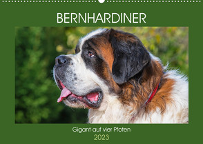 Bernhardiner – Gigant auf vier Pfoten (Wandkalender 2023 DIN A2 quer) von Starick,  Sigrid