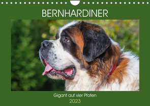 Bernhardiner – Gigant auf vier Pfoten (Wandkalender 2023 DIN A4 quer) von Starick,  Sigrid