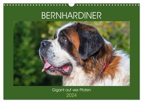 Bernhardiner – Gigant auf vier Pfoten (Wandkalender 2024 DIN A3 quer), CALVENDO Monatskalender von Starick,  Sigrid