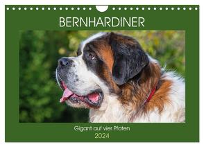 Bernhardiner – Gigant auf vier Pfoten (Wandkalender 2024 DIN A4 quer), CALVENDO Monatskalender von Starick,  Sigrid