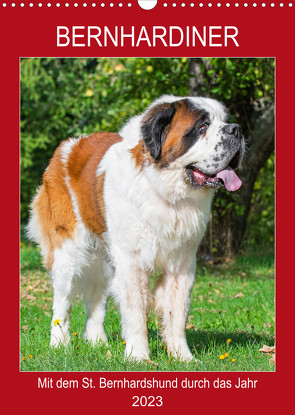 Bernhardiner – Mit dem St. Bernhardshund durch das Jahr (Wandkalender 2023 DIN A3 hoch) von Starick,  Sigrid