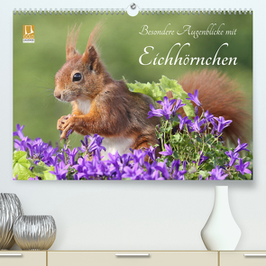 Besondere Augenblicke mit Eichhörnchen (hochwertiger Premium Wandkalender 2024 DIN A2 quer), Kunstdruck in Hochglanz von Meier,  Tine