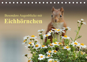 Besondere Augenblicke mit Eichhörnchen (Tischkalender 2023 DIN A5 quer) von Meier,  Tine