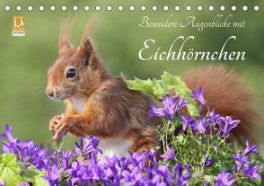 Besondere Augenblicke mit Eichhörnchen (Tischkalender 2024 DIN A5 quer), CALVENDO Monatskalender von Meier,  Tine