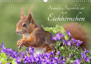 Besondere Augenblicke mit Eichhörnchen (Wandkalender 2023 DIN A3 quer) von Meier,  Tine