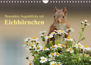 Besondere Augenblicke mit Eichhörnchen (Wandkalender 2023 DIN A4 quer) von Meier,  Tine