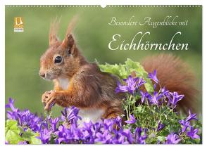 Besondere Augenblicke mit Eichhörnchen (Wandkalender 2024 DIN A2 quer), CALVENDO Monatskalender von Meier,  Tine