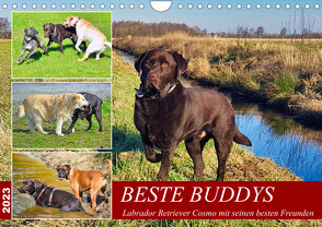 Beste Buddys (Wandkalender 2023 DIN A4 quer) von Kleemann,  Claudia