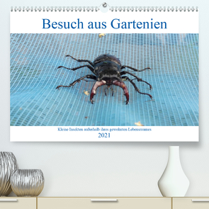 Besuch aus Gartenien – Kleine Insekten außerhalb ihres gewohnten Lebensraumes (Premium, hochwertiger DIN A2 Wandkalender 2021, Kunstdruck in Hochglanz) von Besenböck,  Ingrid