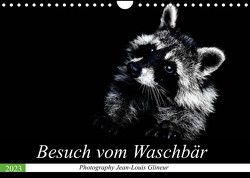 Besuch vom Waschbär (Wandkalender 2023 DIN A4 quer) von Glineur,  Jean-Louis