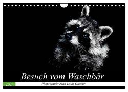 Besuch vom Waschbär (Wandkalender 2024 DIN A4 quer), CALVENDO Monatskalender von Glineur,  Jean-Louis