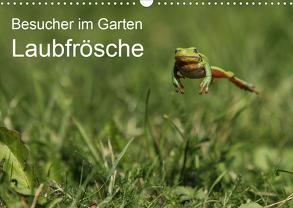 Besucher im Garten – Laubfrösche (Wandkalender 2020 DIN A3 quer) von Wilhelm,  N.